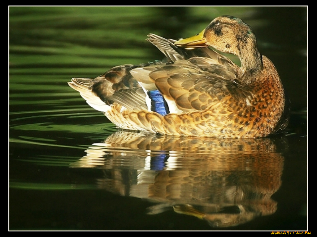 животные, утки