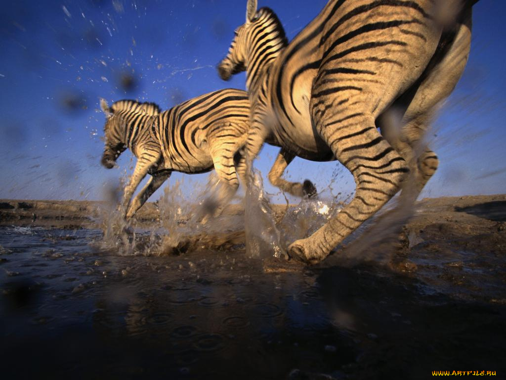 животные, зебры