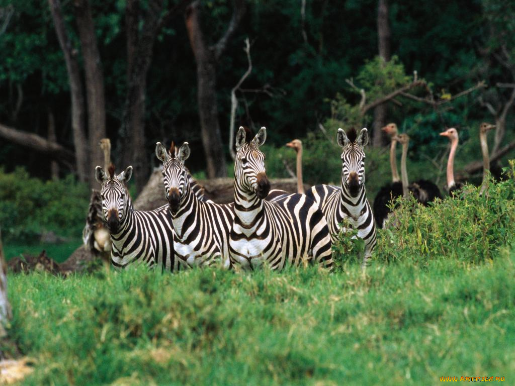 животные, зебры