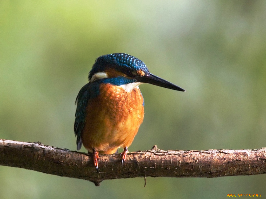 животные, зимородки