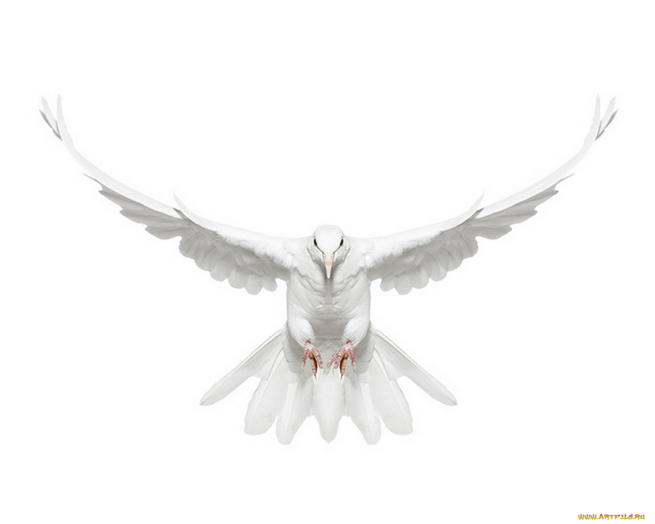 животные, голуби