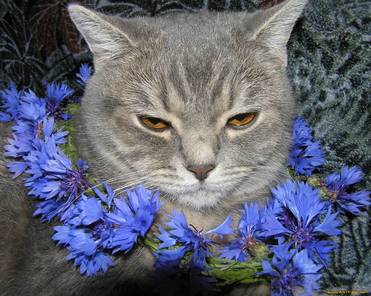 животные, коты