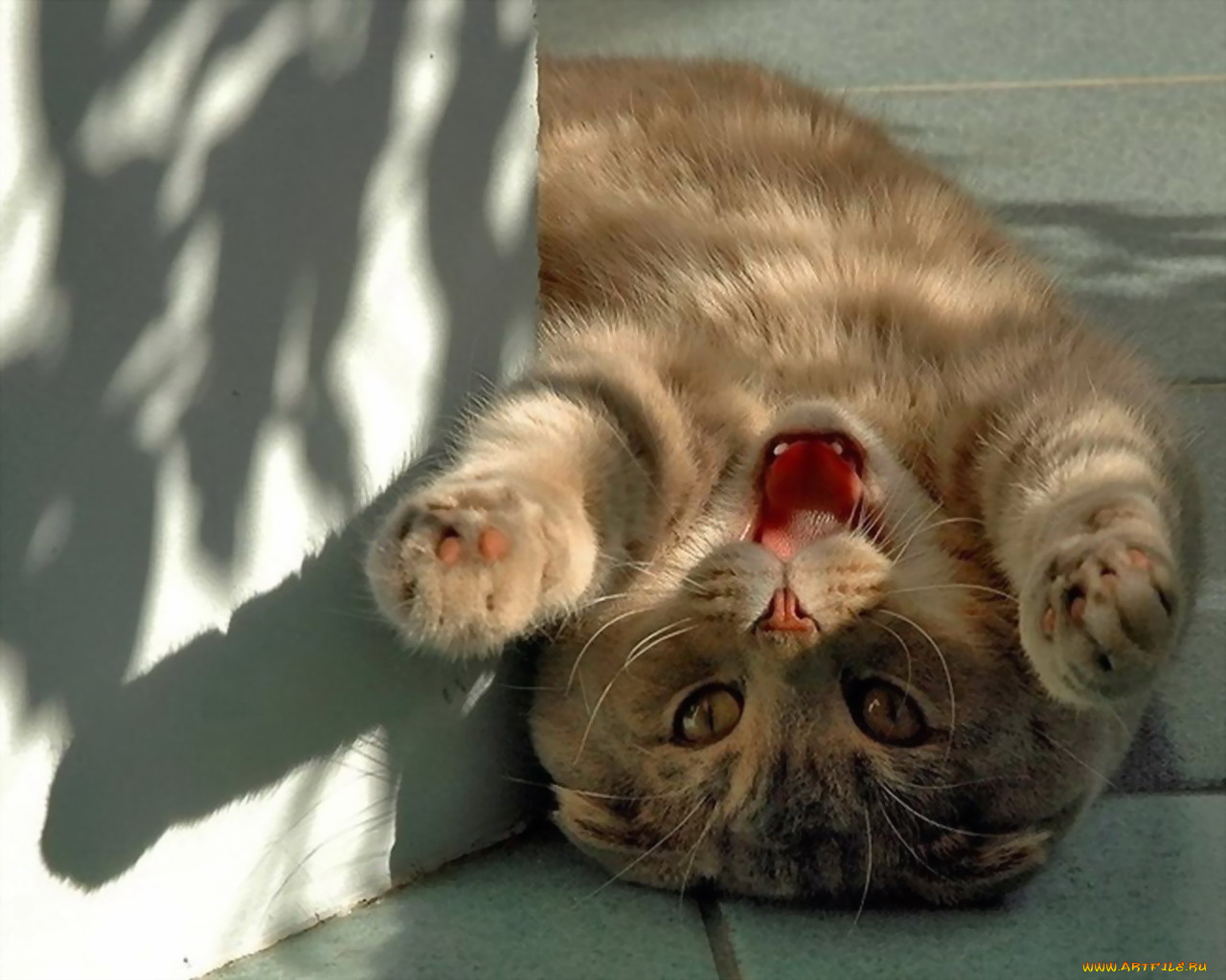 животные, коты