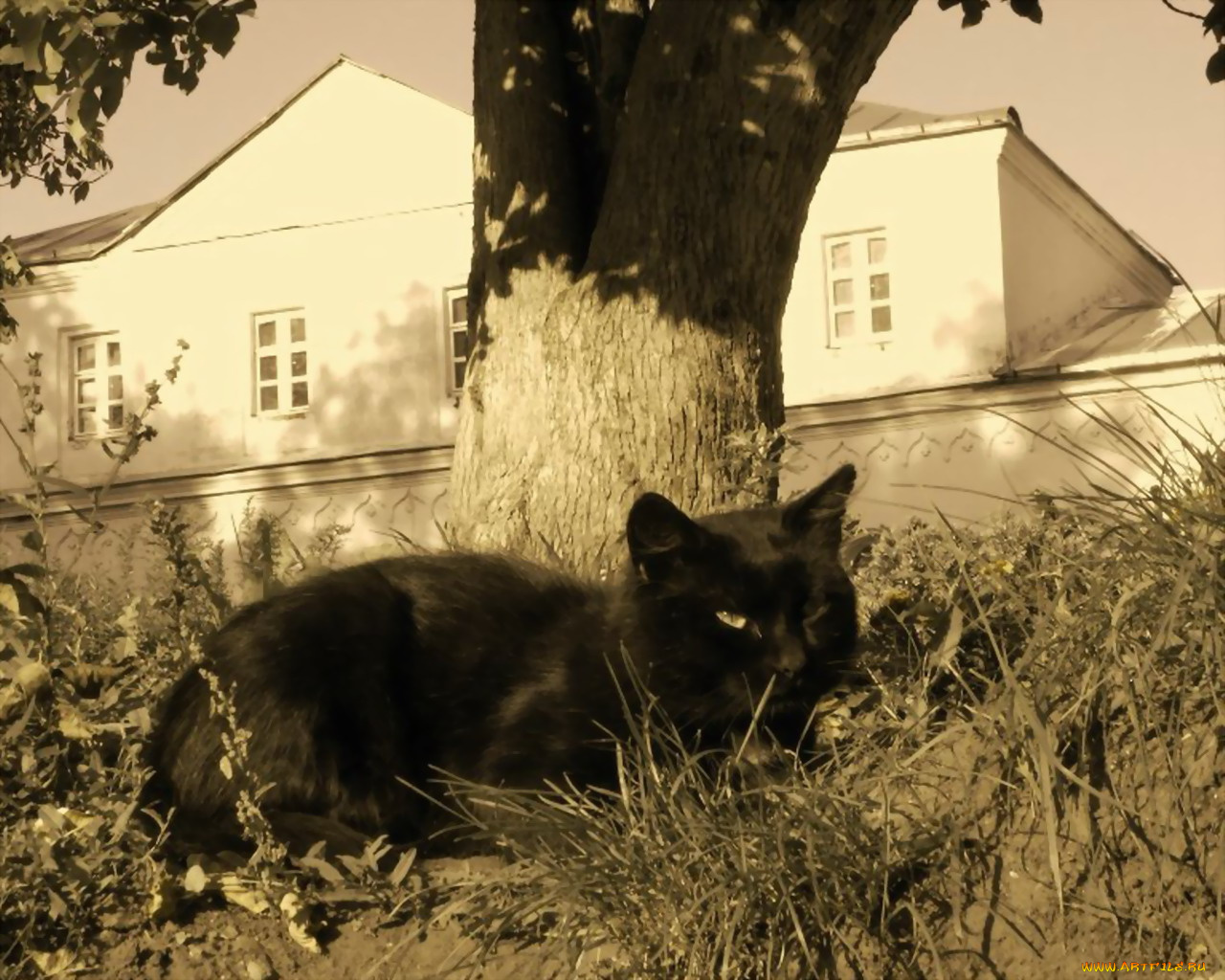 животные, коты