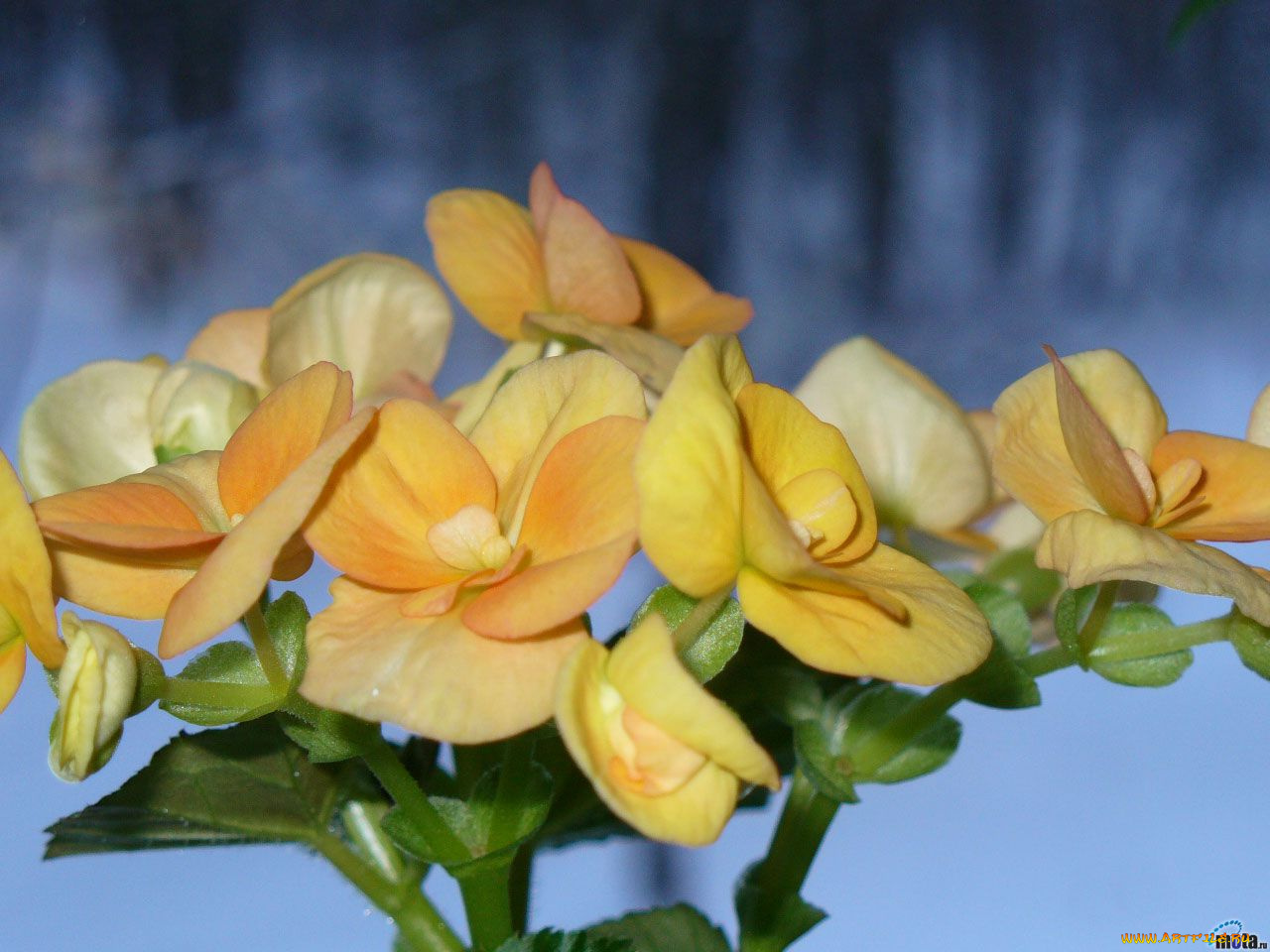 цветы, бегония