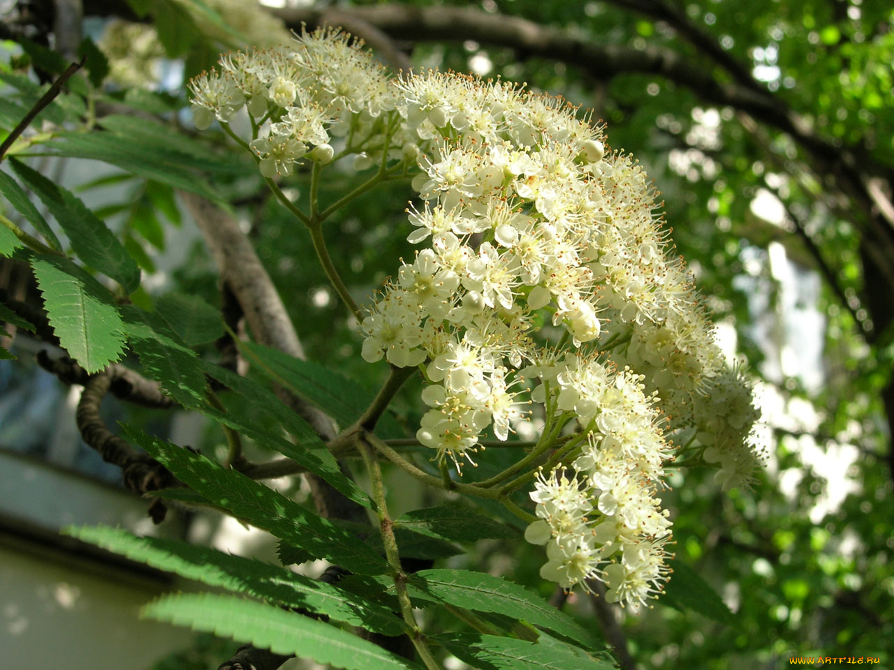 цветы, цветущие, деревья, кустарники