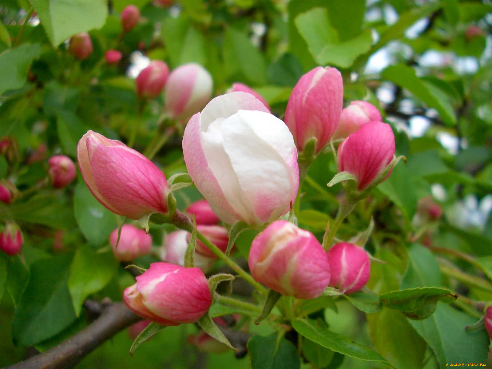 цветы, цветущие, деревья, кустарники