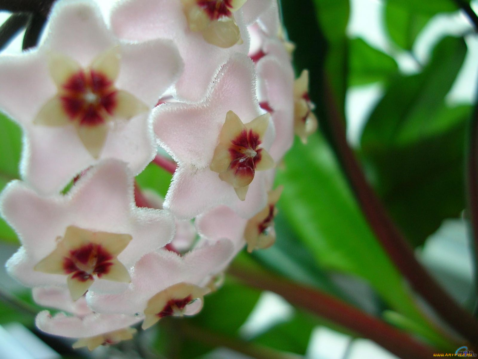 цветы, цветущие, деревья, кустарники