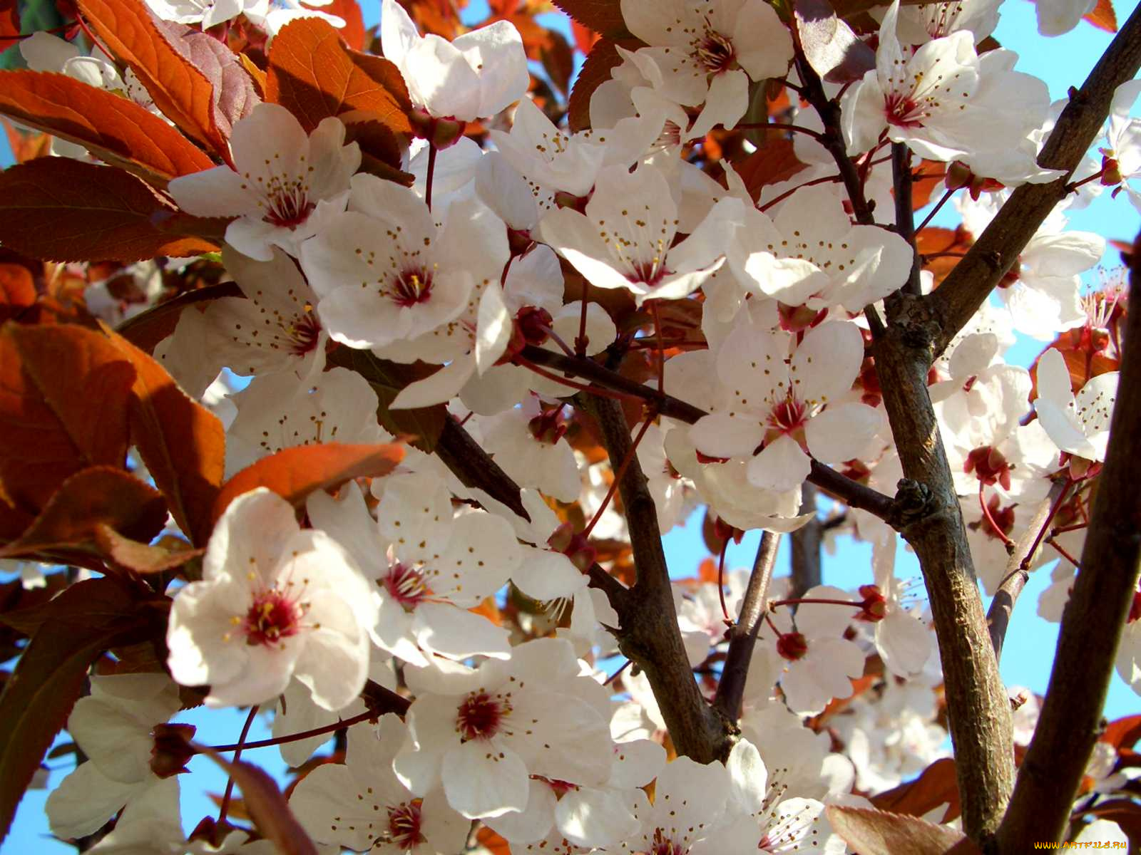 цветы, цветущие, деревья, кустарники