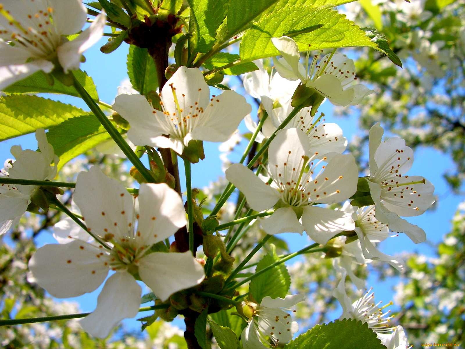 цветы, цветущие, деревья, кустарники