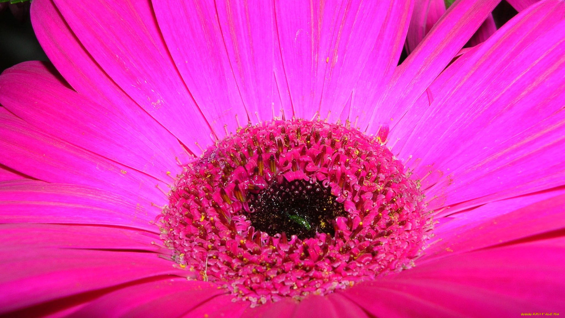 цветы, герберы