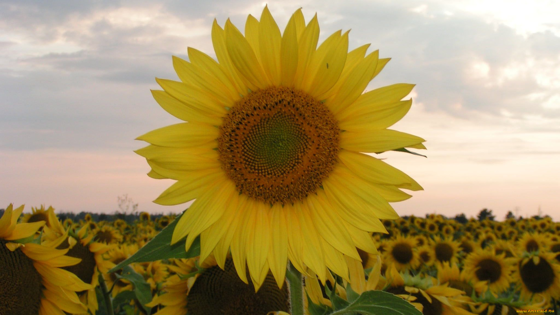 цветы, подсолнухи