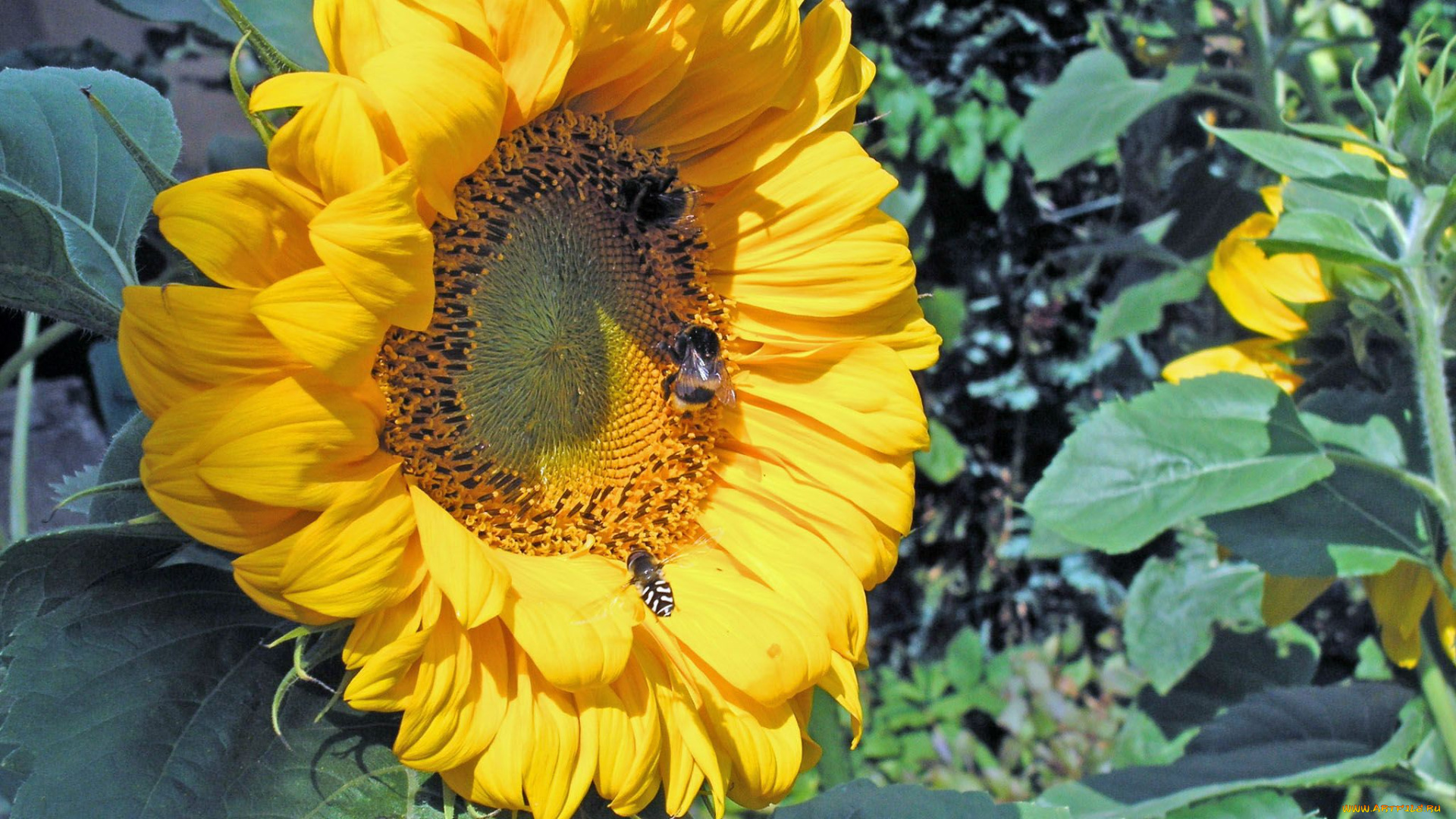 цветы, подсолнухи