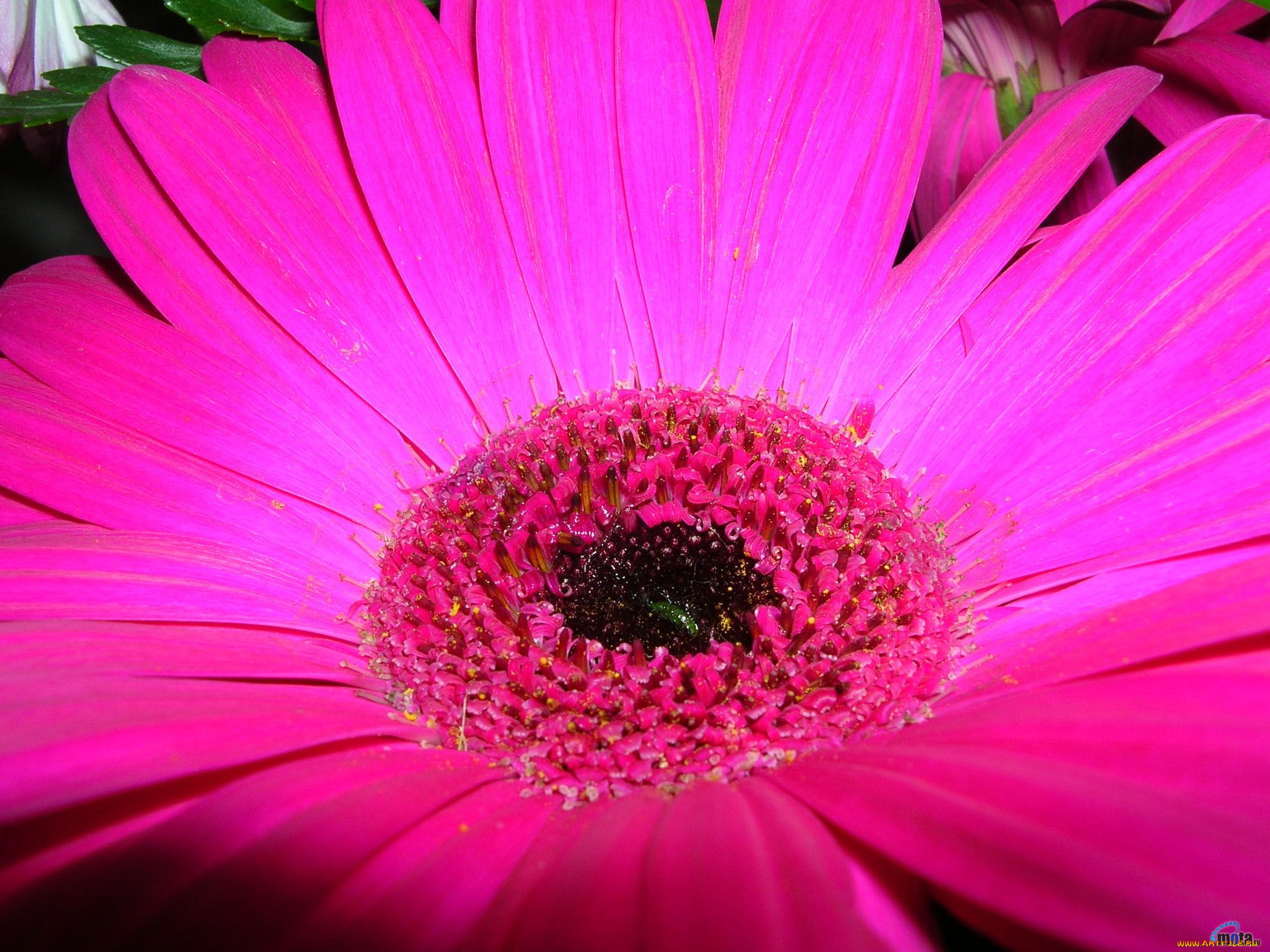 цветы, герберы