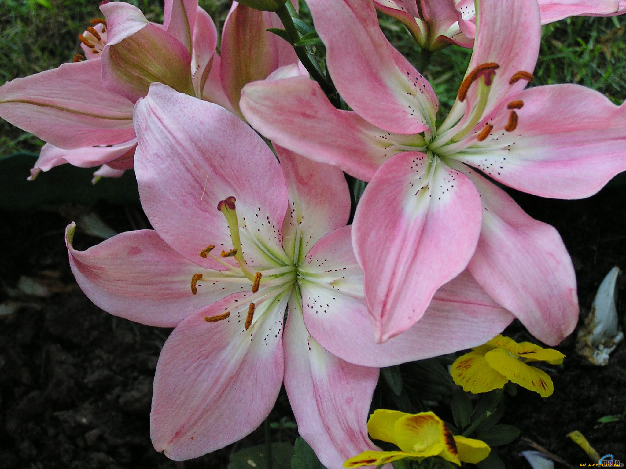 цветы, лилии, лилейники