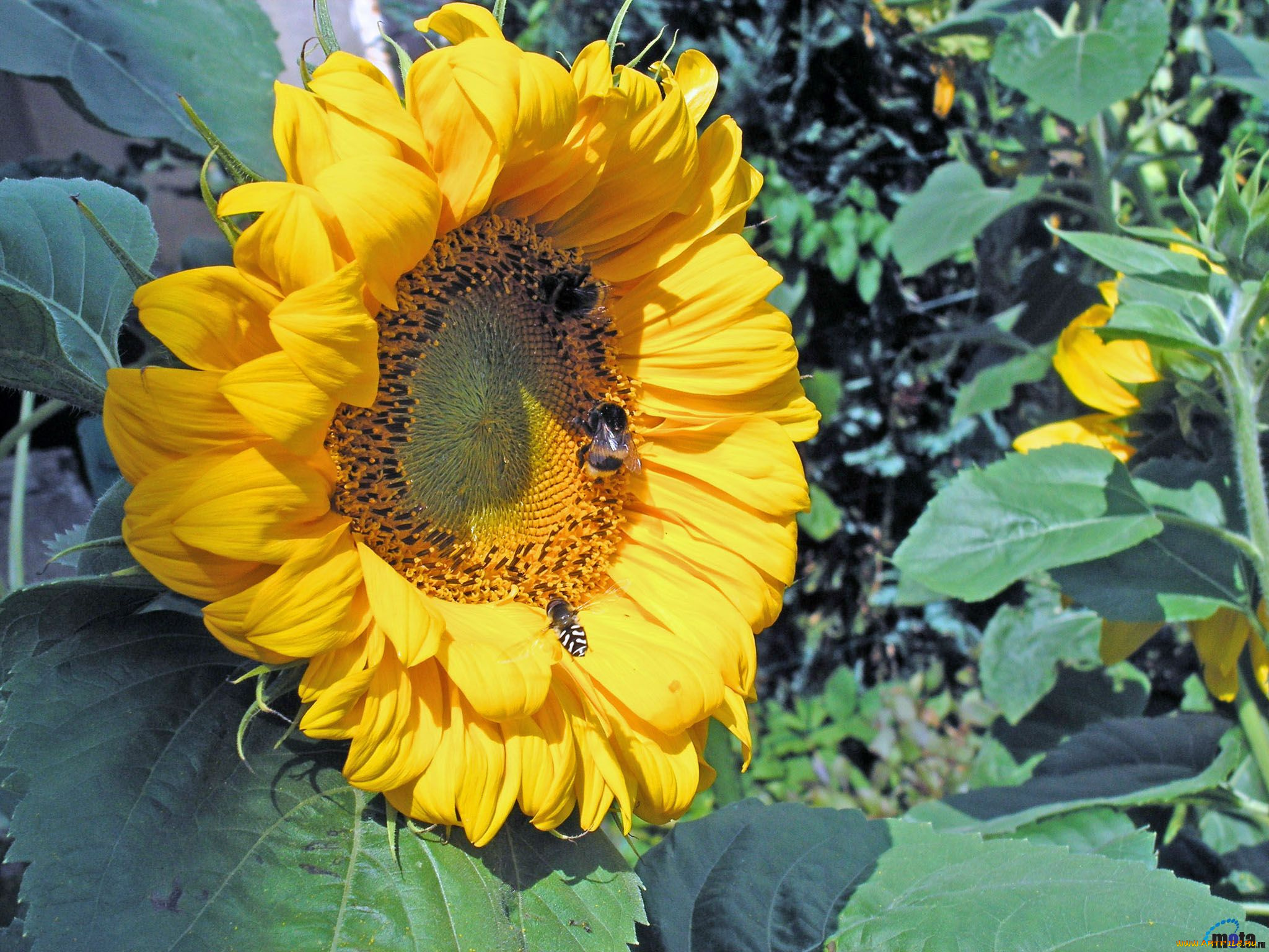 цветы, подсолнухи