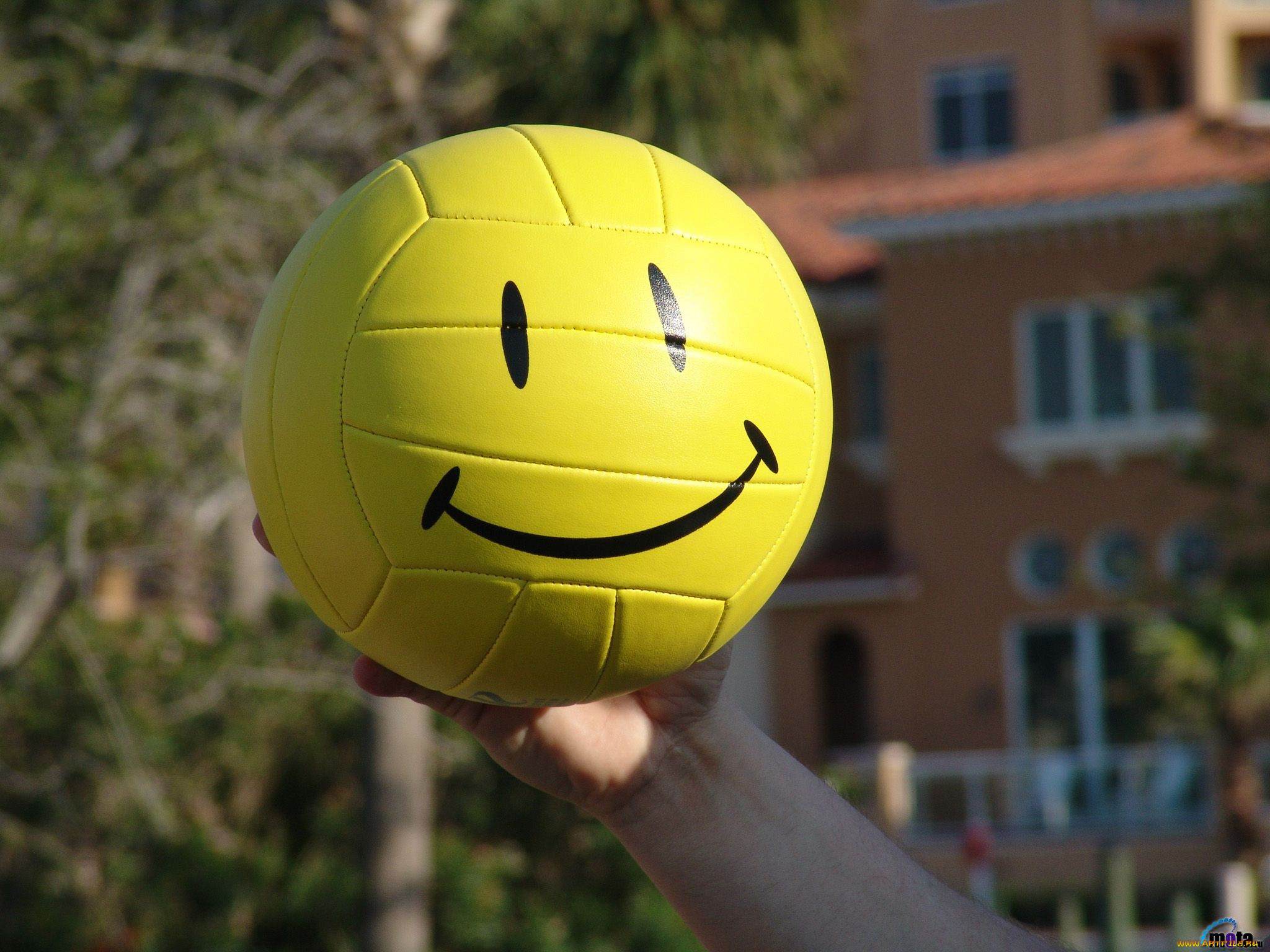 спорт, волейбол