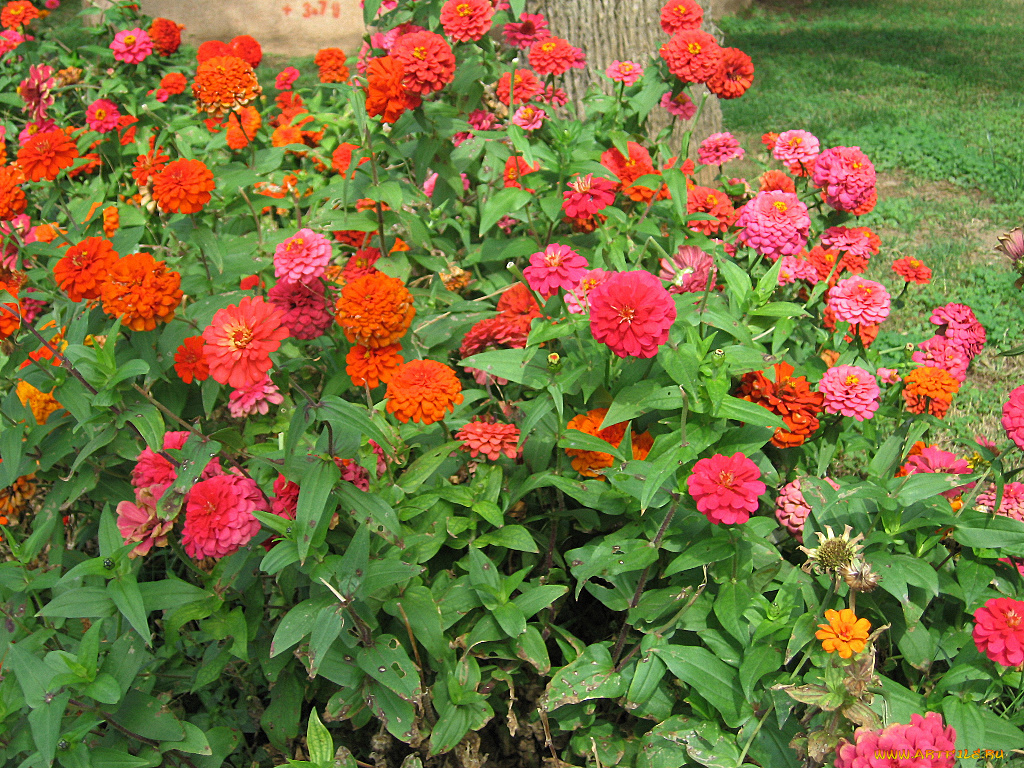 цветы, цинния