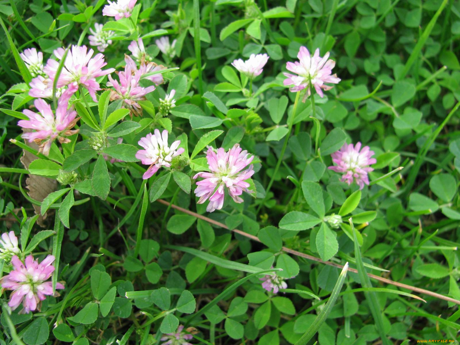 цветы, луговые, полевые