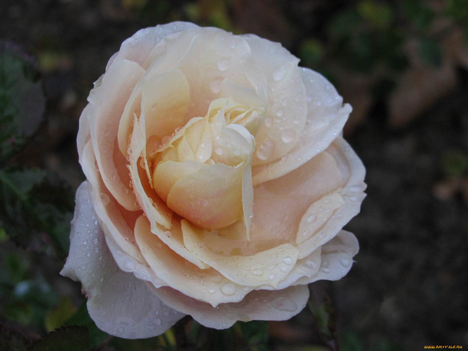 цветы, розы