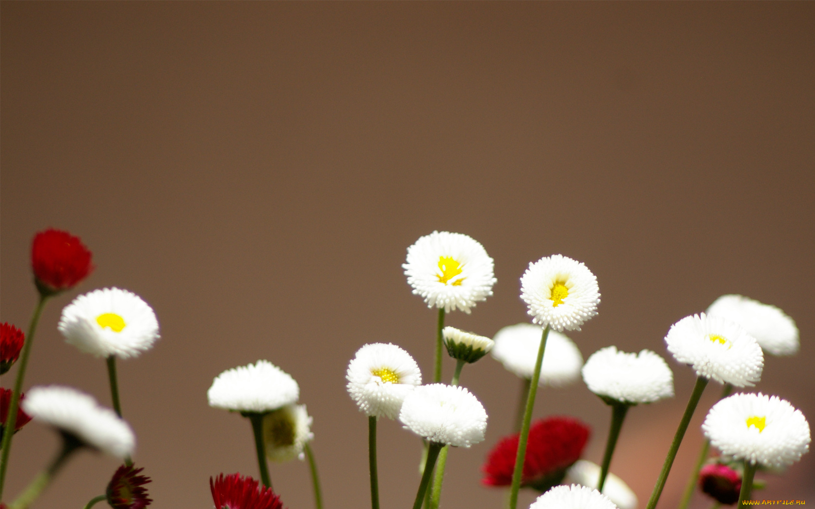 цветы, маргаритки