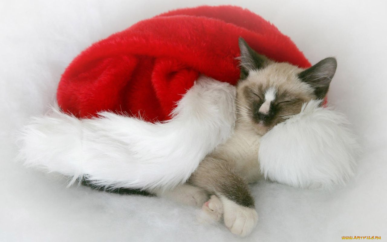 животные, коты