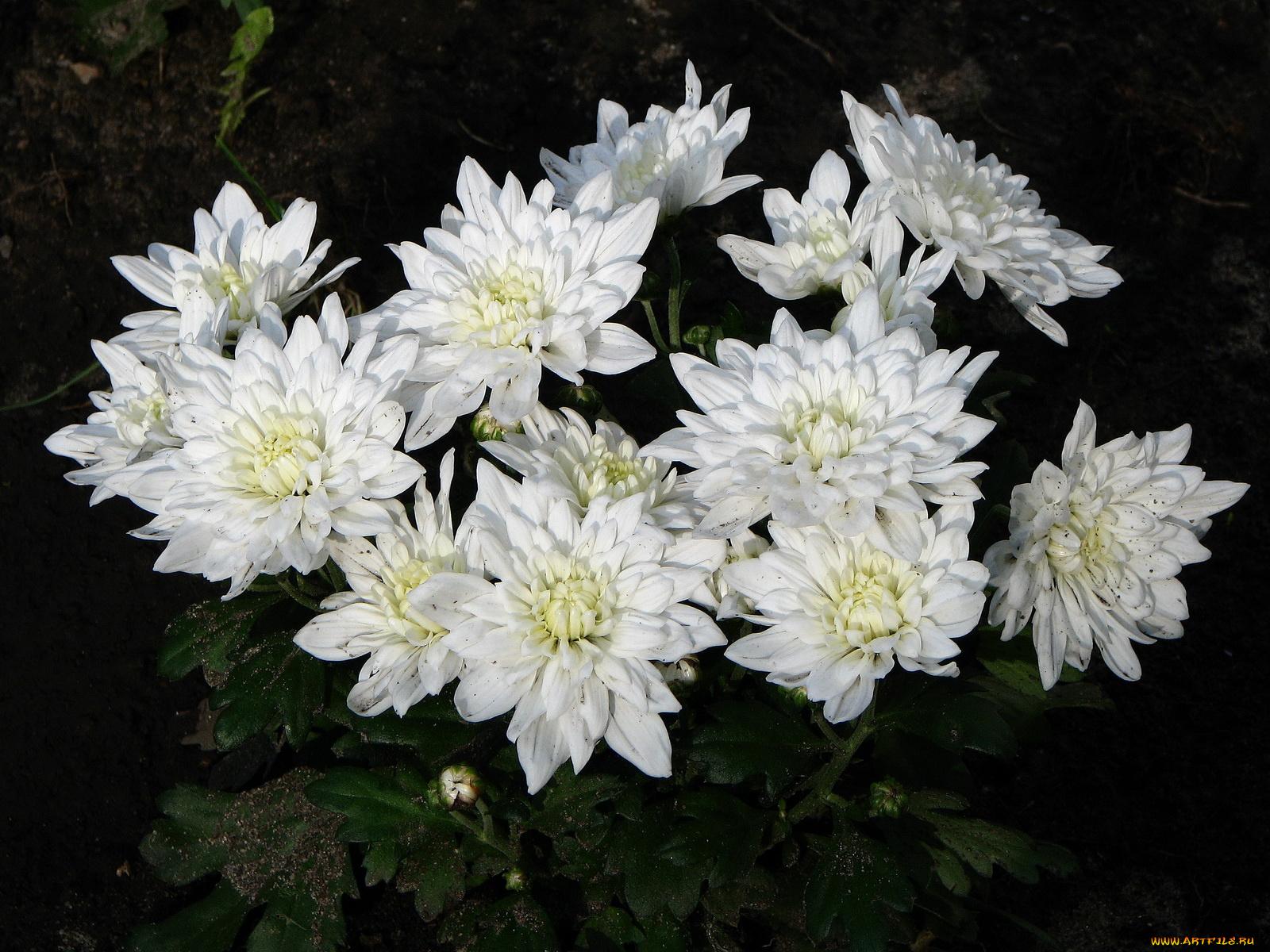 цветы, хризантемы