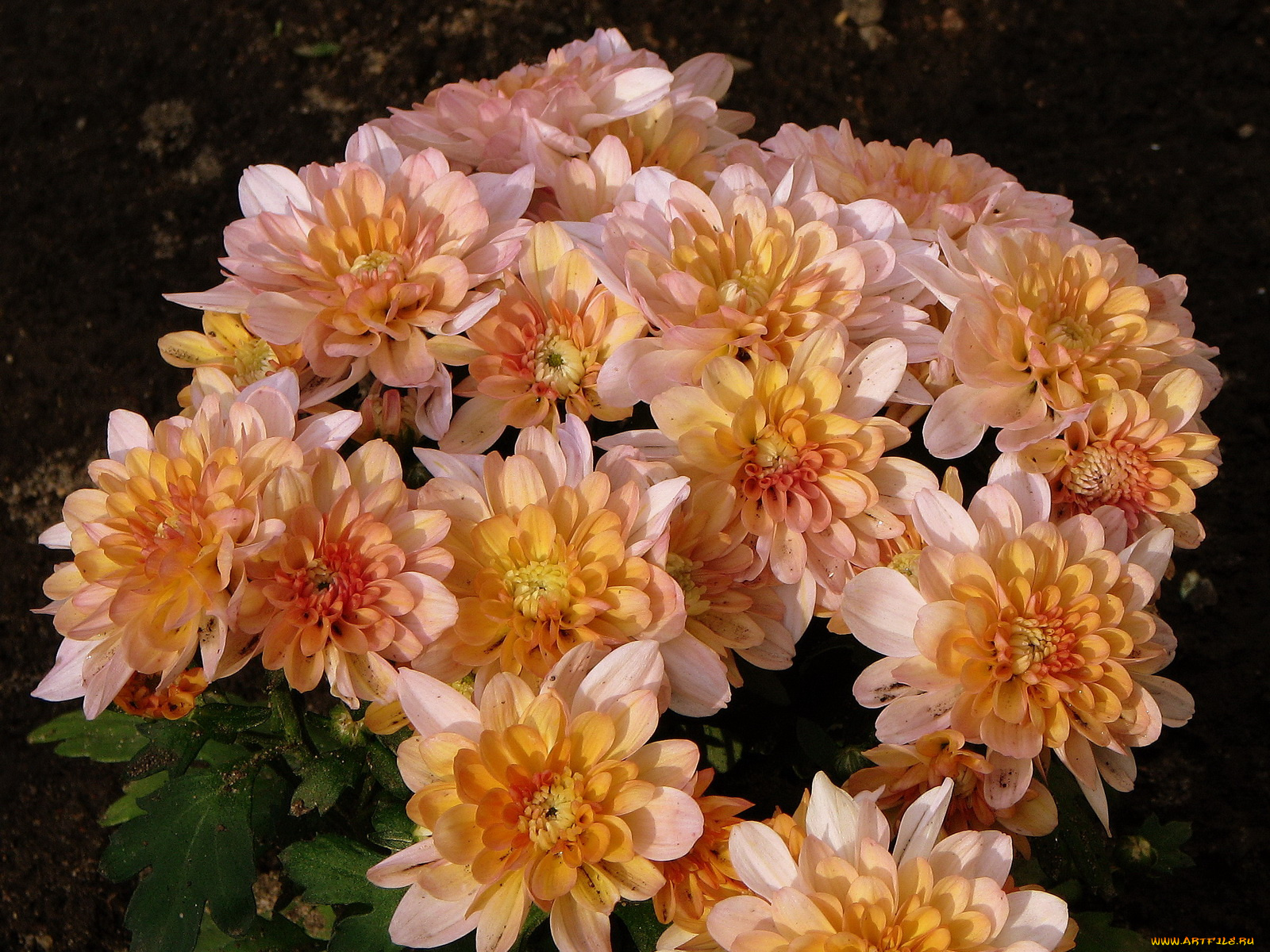 цветы, хризантемы