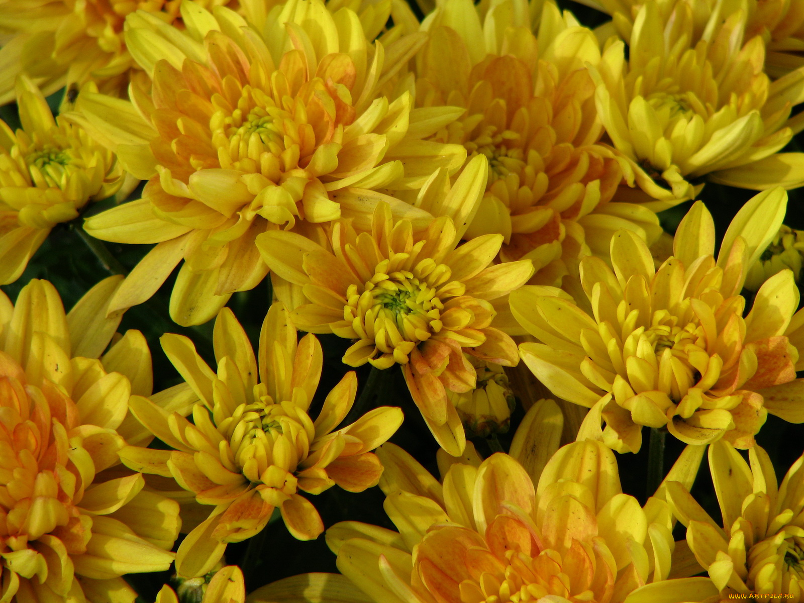 цветы, хризантемы