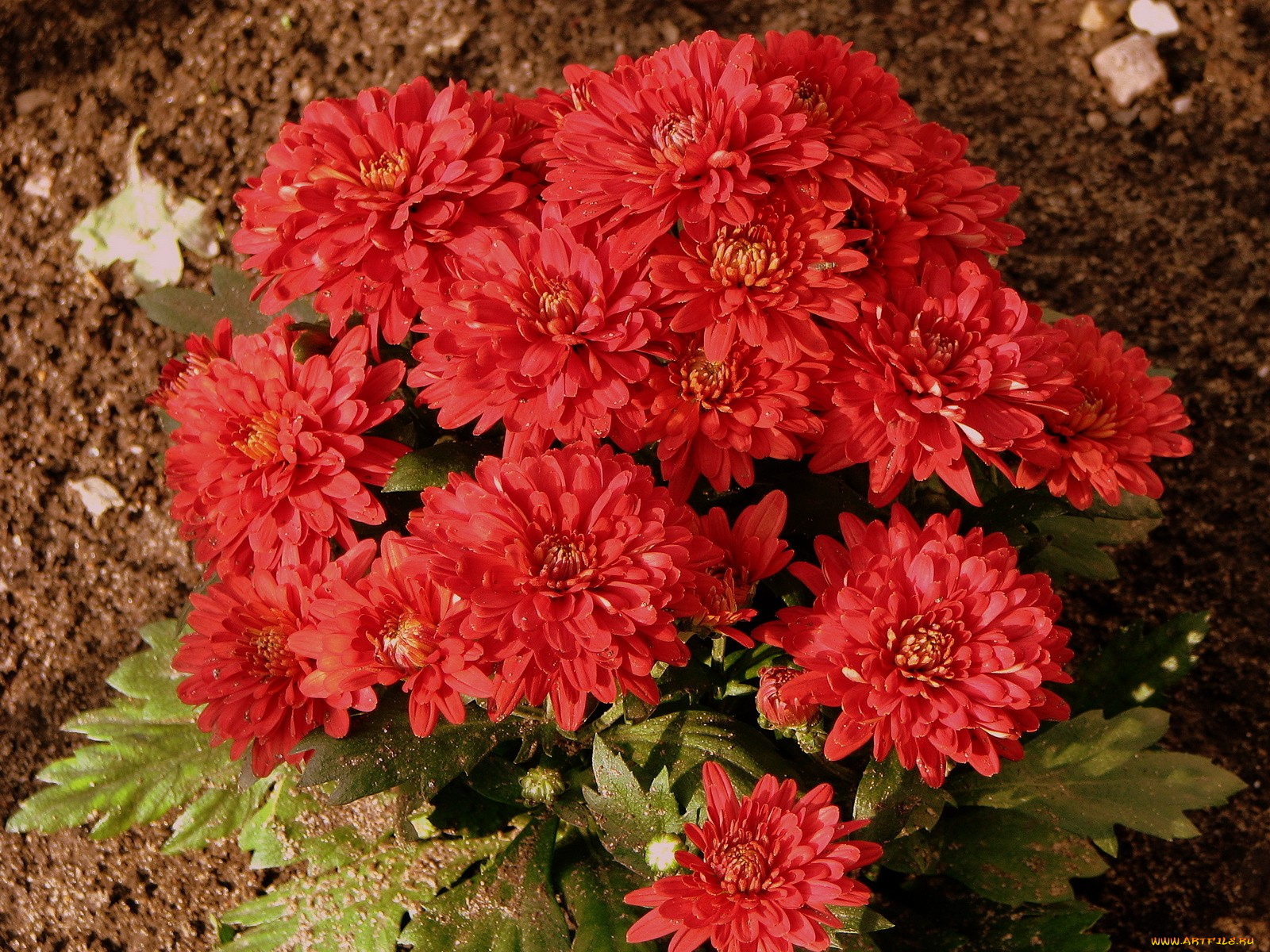 цветы, хризантемы