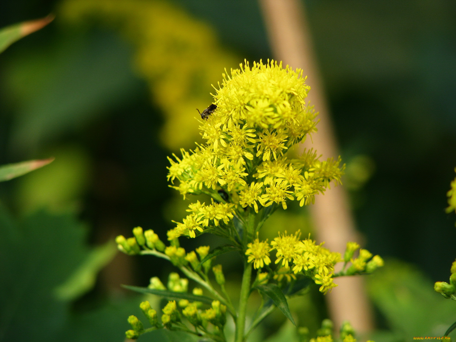 цветы, луговые, полевые