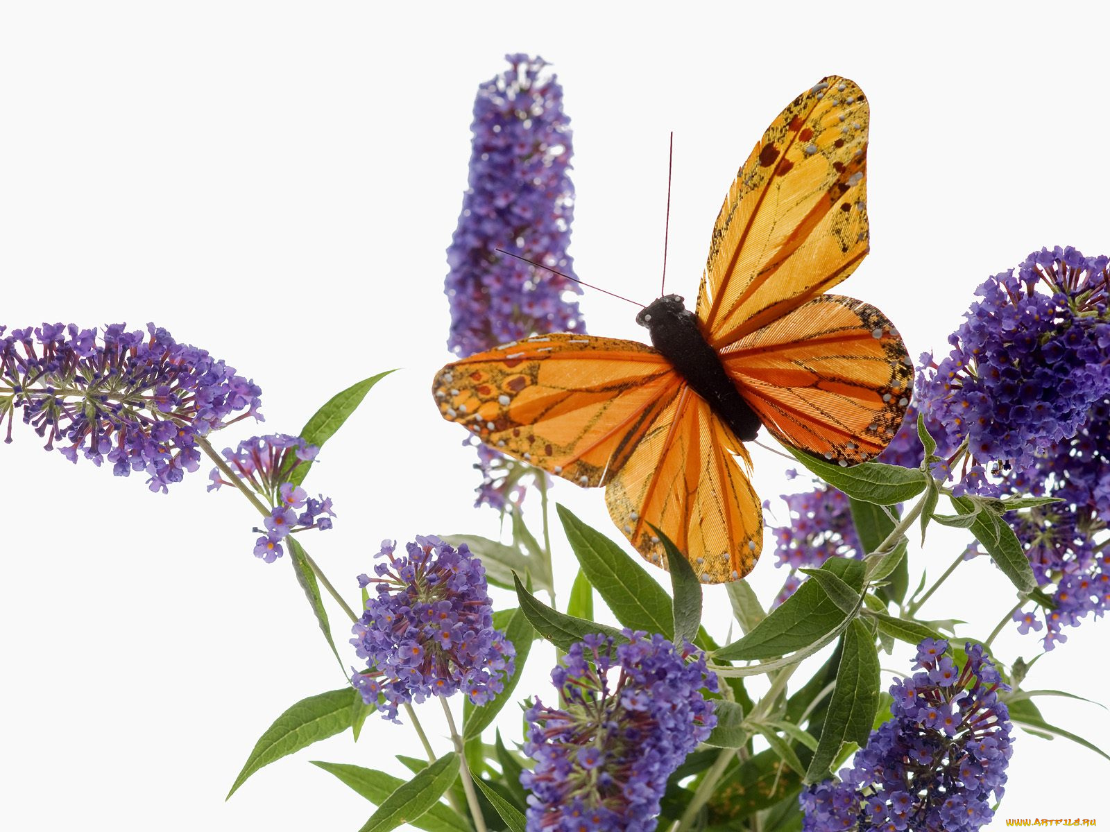 цветы, луговые, полевые