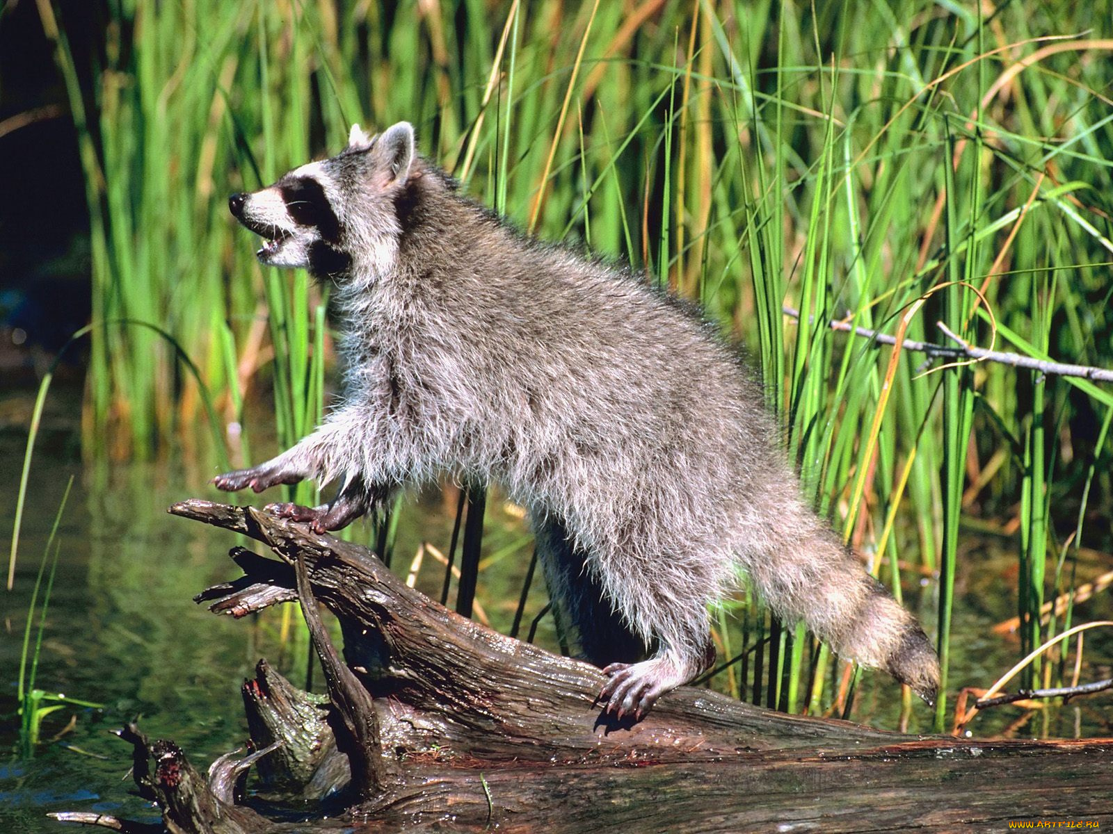 животные, еноты