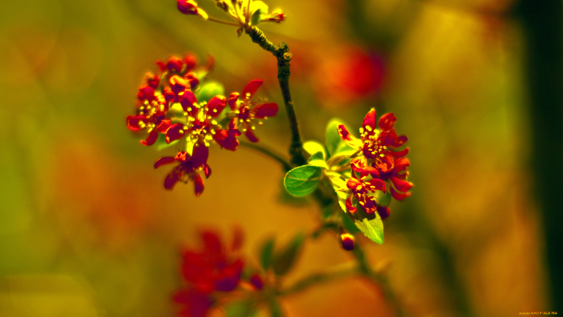 цветы, цветущие, деревья, кустарники, макро