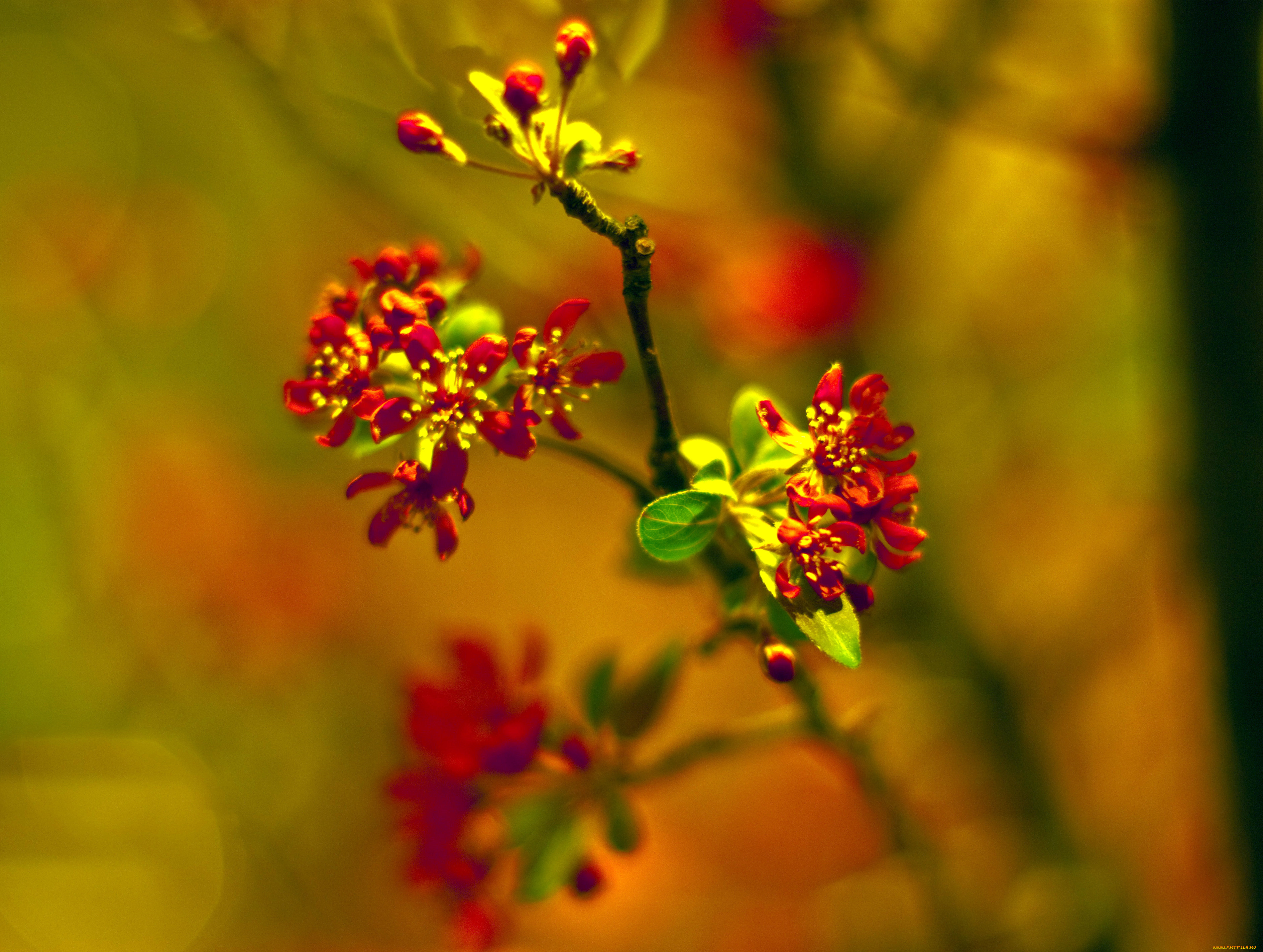 цветы, цветущие, деревья, кустарники, макро