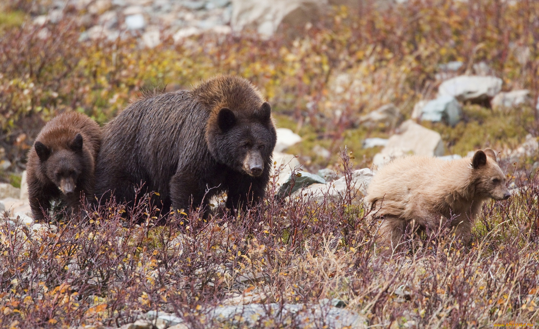 животные, медведи, бурый, малыши, мама