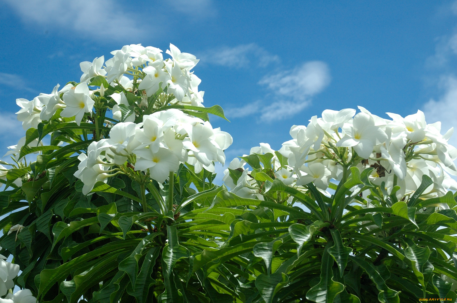 цветы, плюмерия, небо, тропики, белый