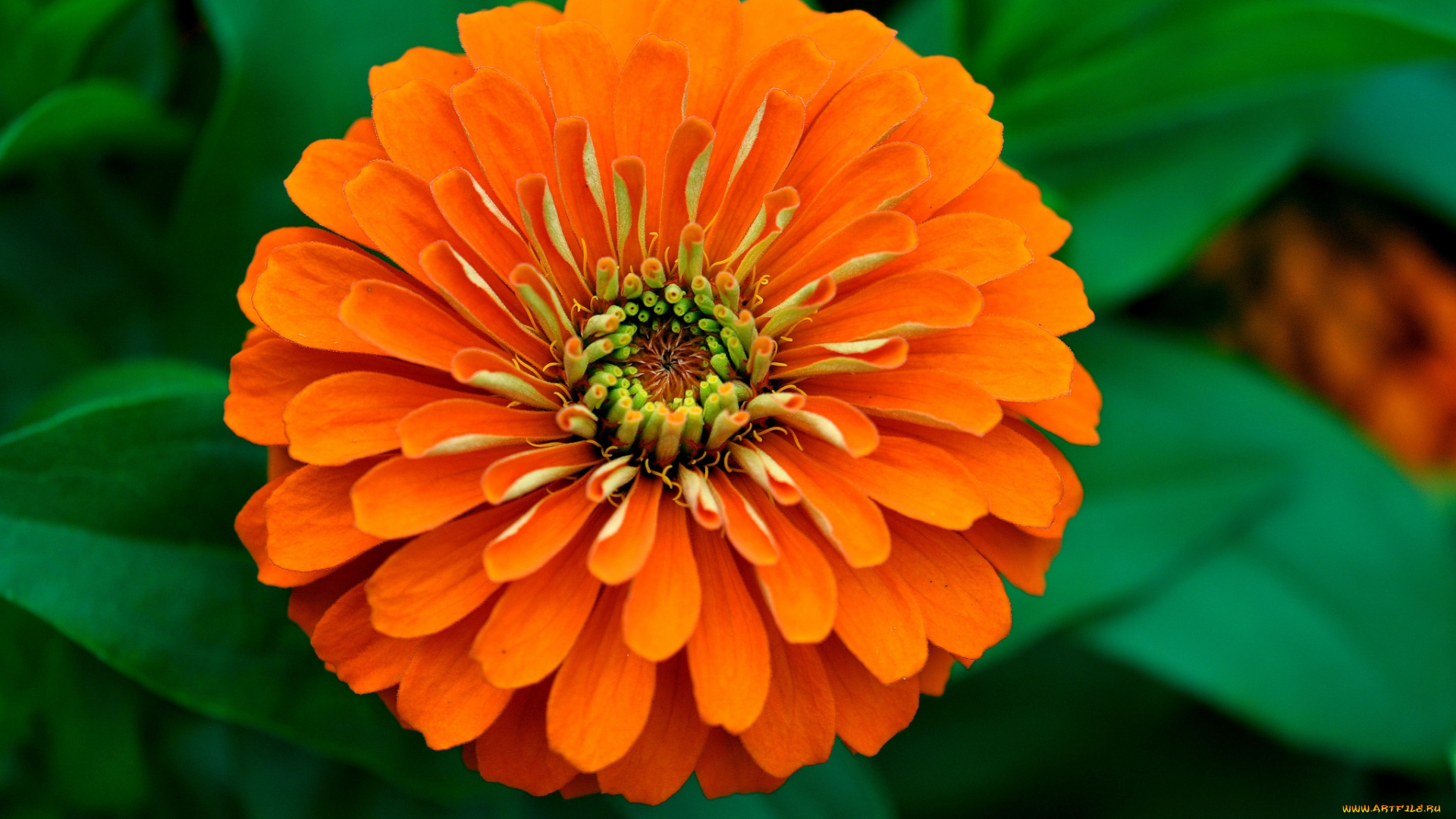 цветы, цинния, оранжевый, круглый