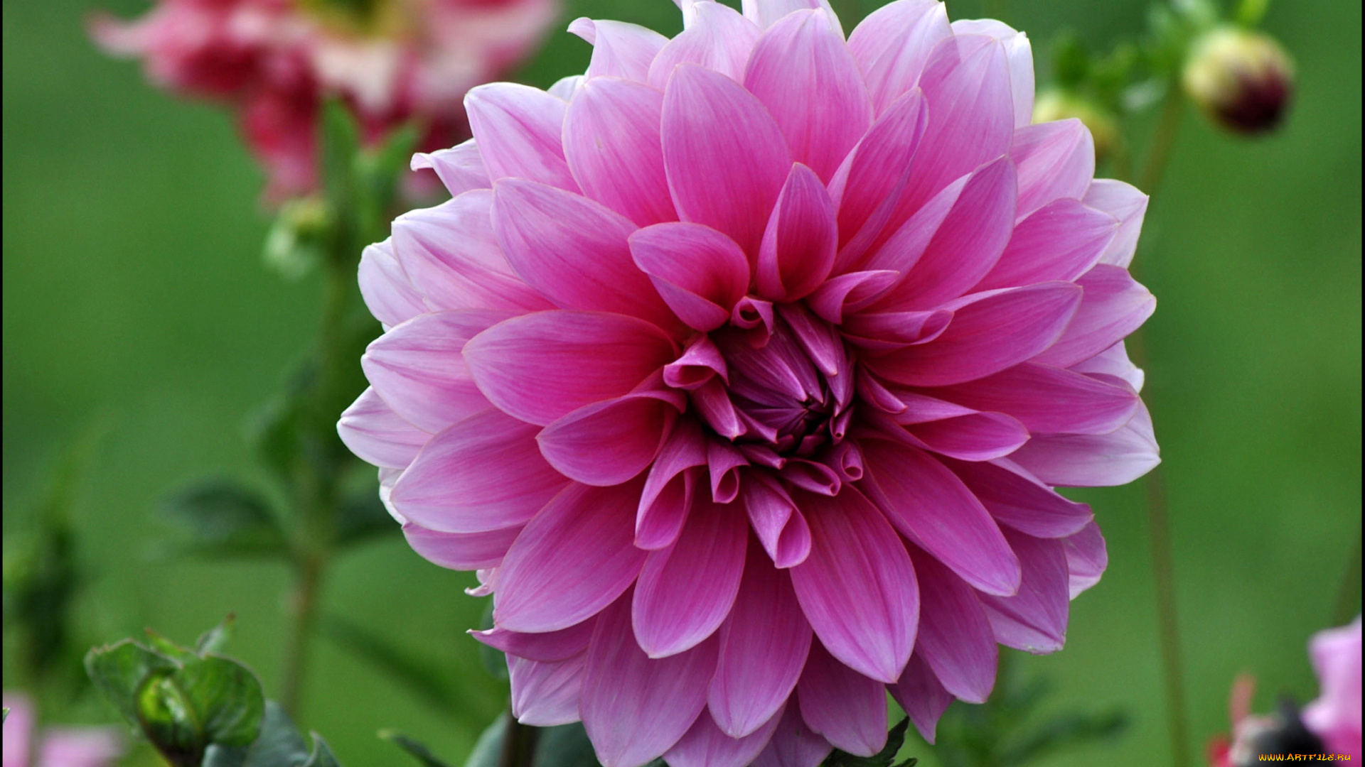 цветы, георгины