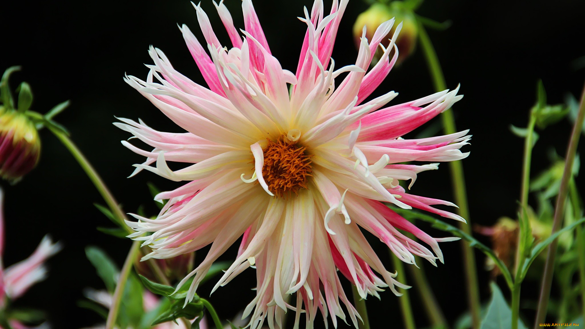 цветы, георгины, пестрый