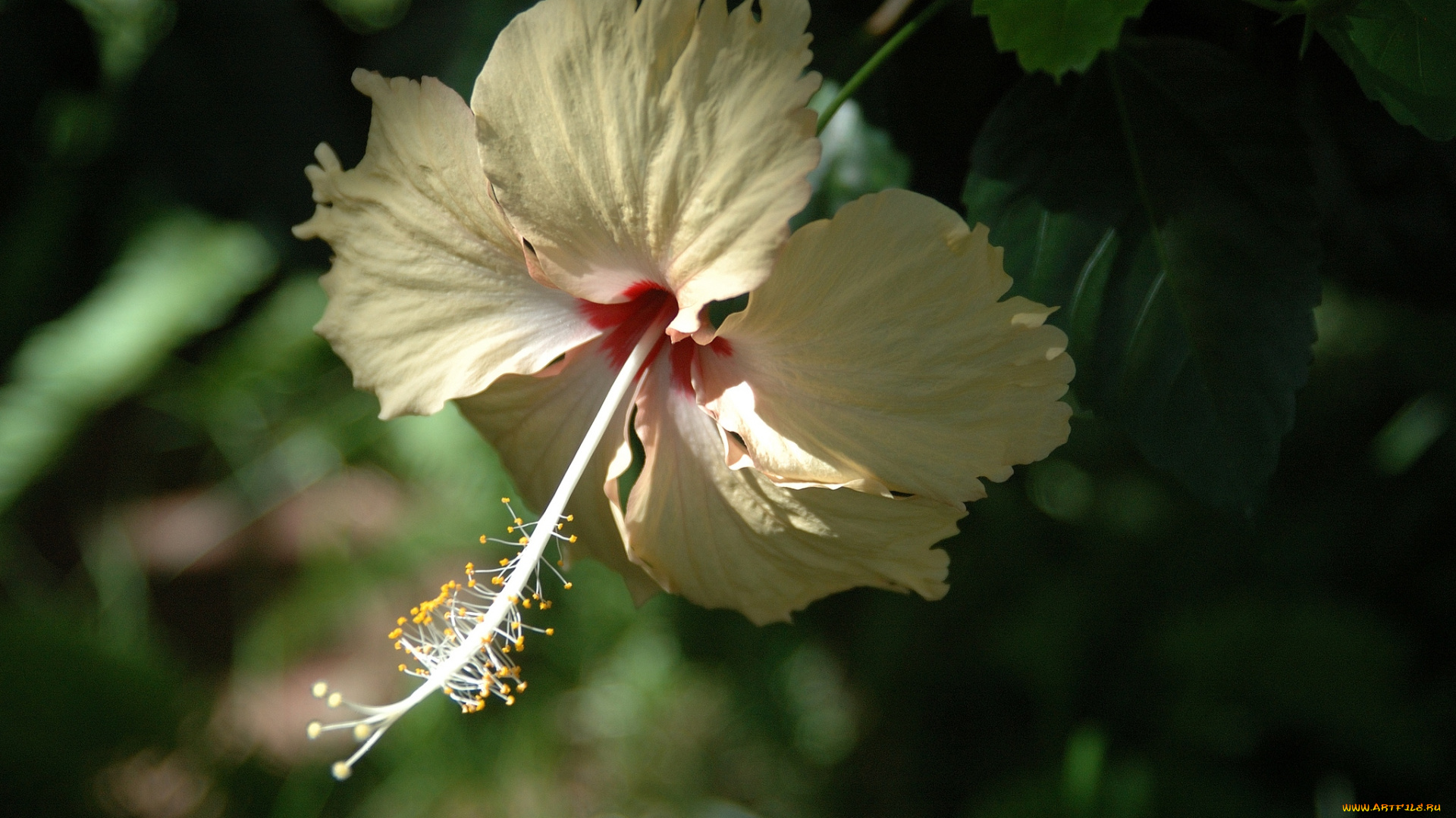 цветы, гибискусы, кремовый