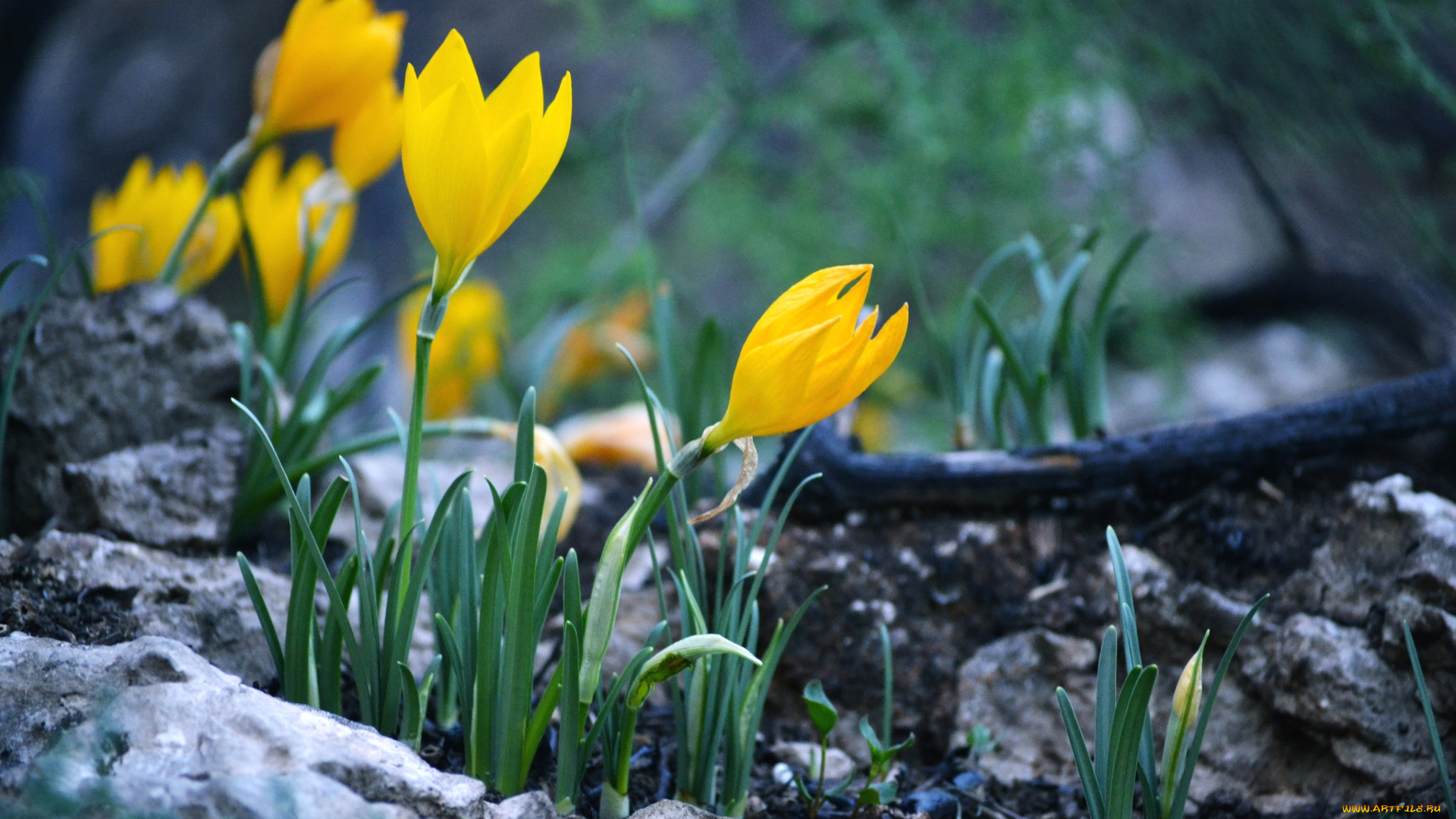 цветы, крокусы, желтый, весенний