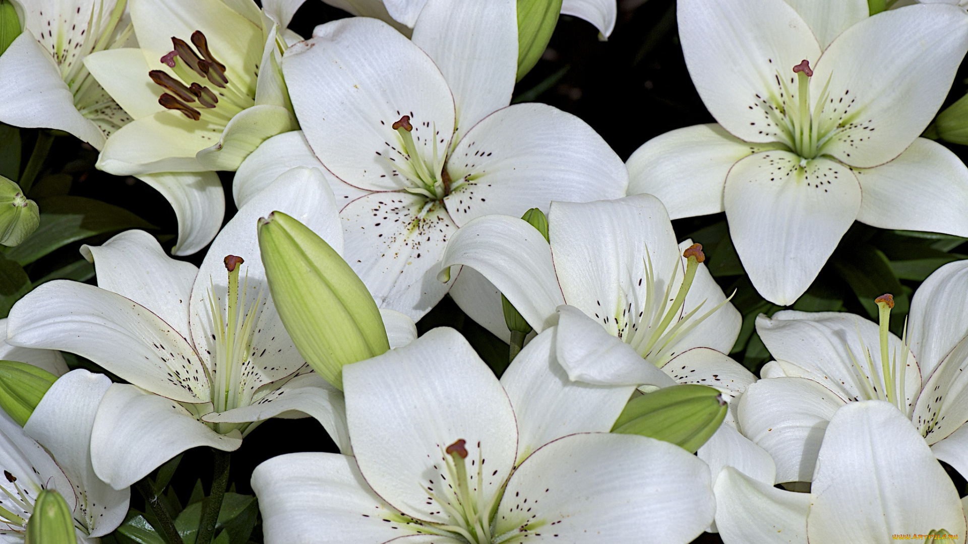 цветы, лилии, лилейники, белый, бутоны, лепестки