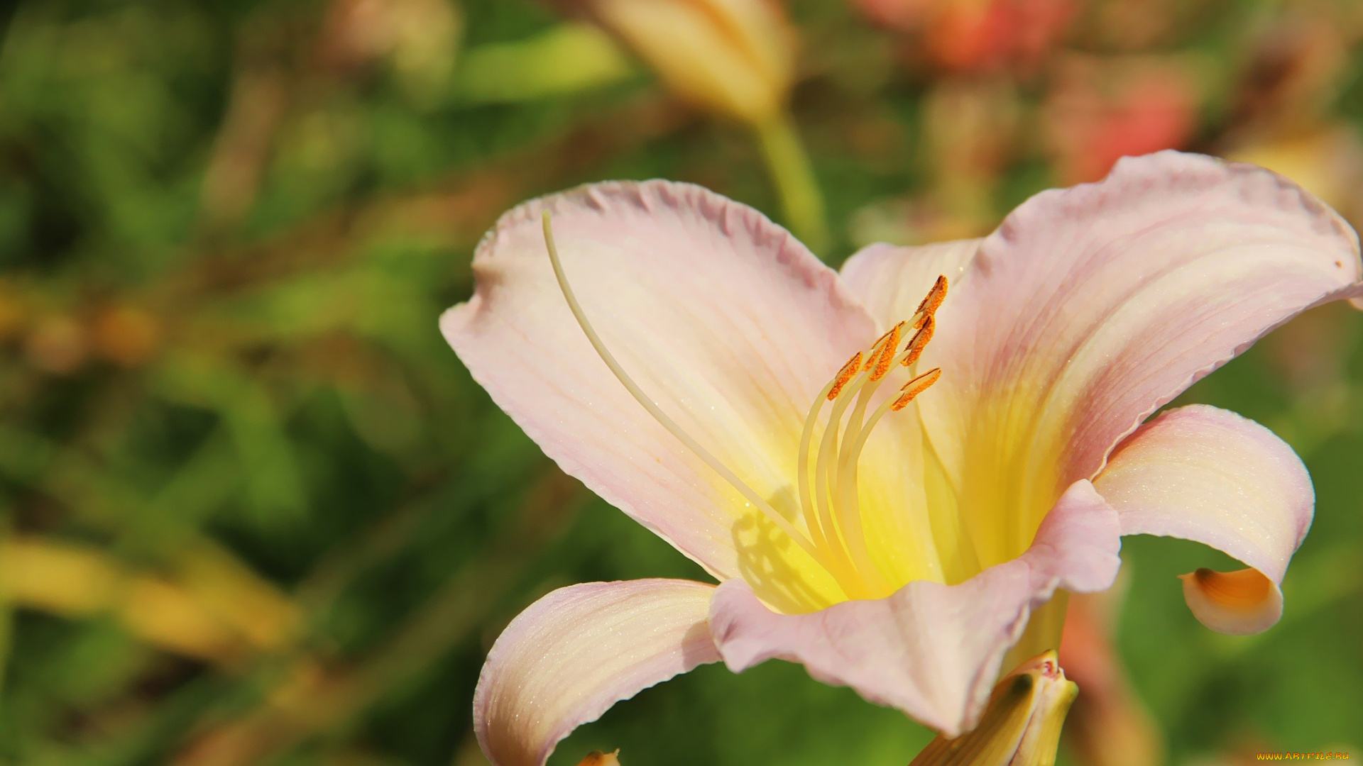 цветы, лилии, лилейники, нежный