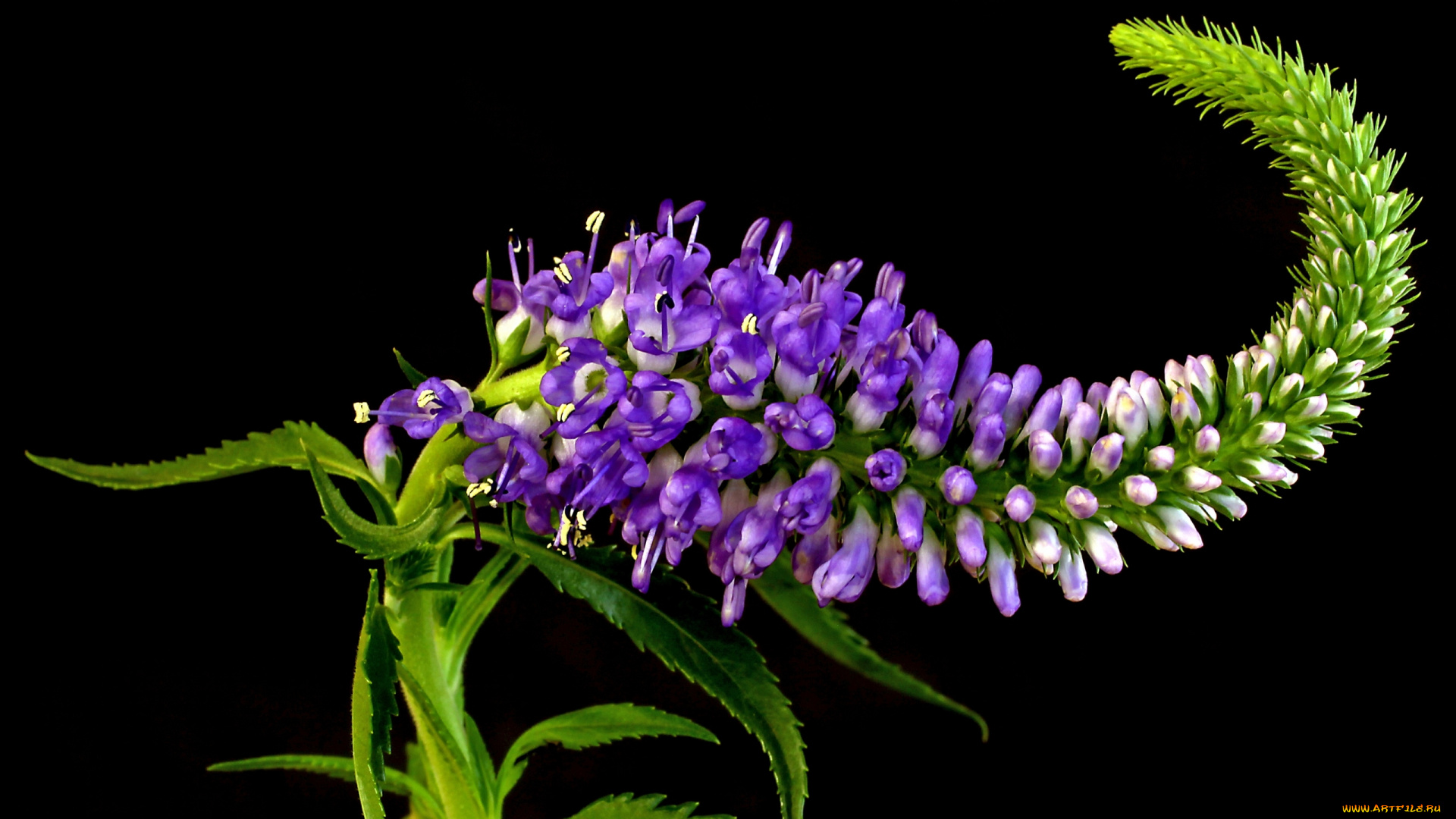 цветы, немофилы, вероники, вероника, колосистая, макро