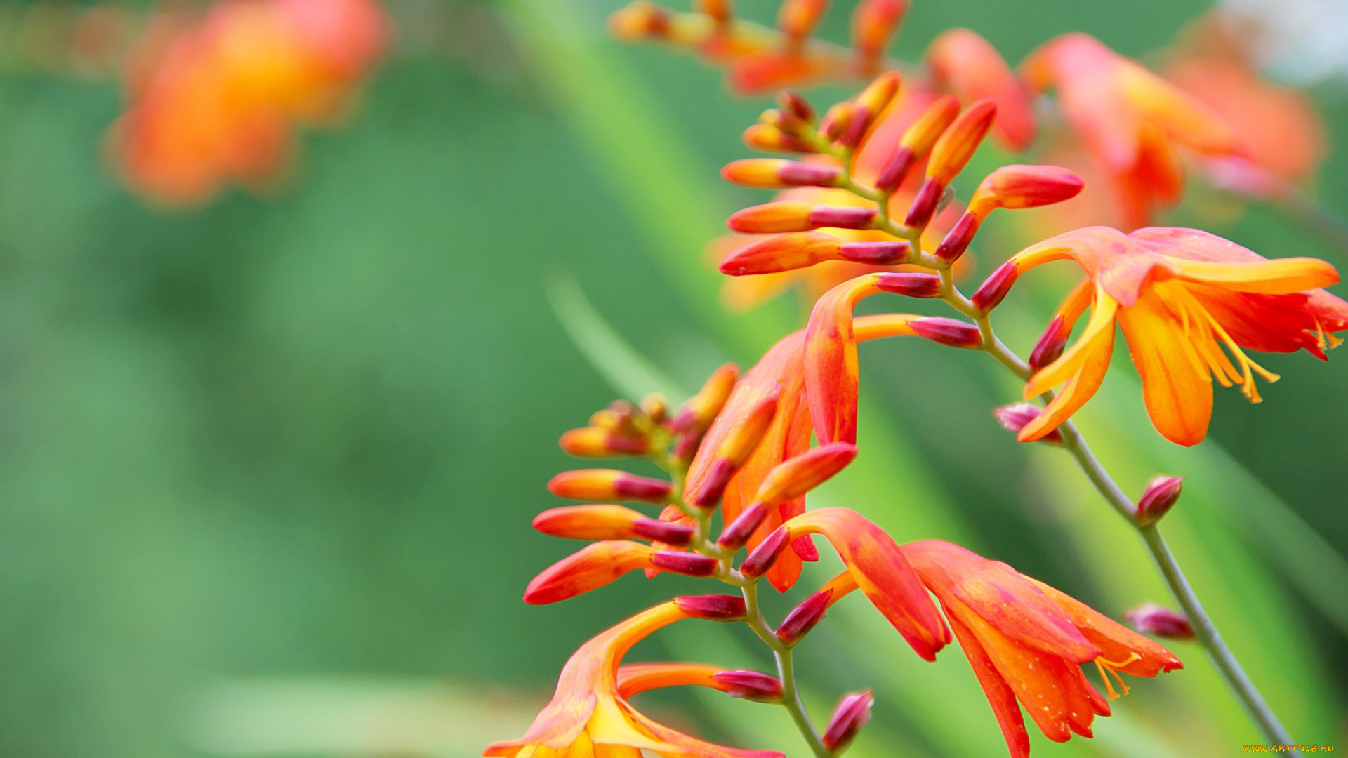 цветы, оранжевый, бутоны