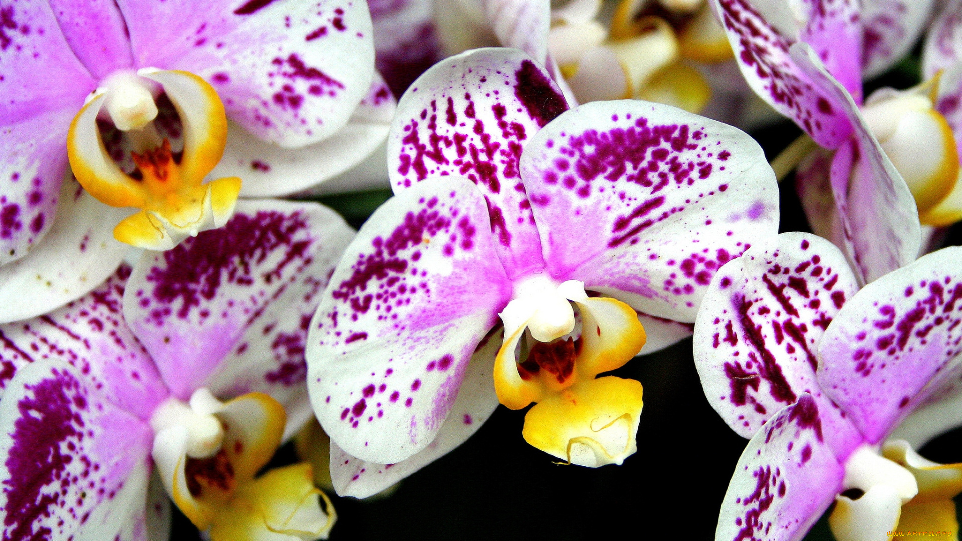 цветы, орхидеи, пестрый