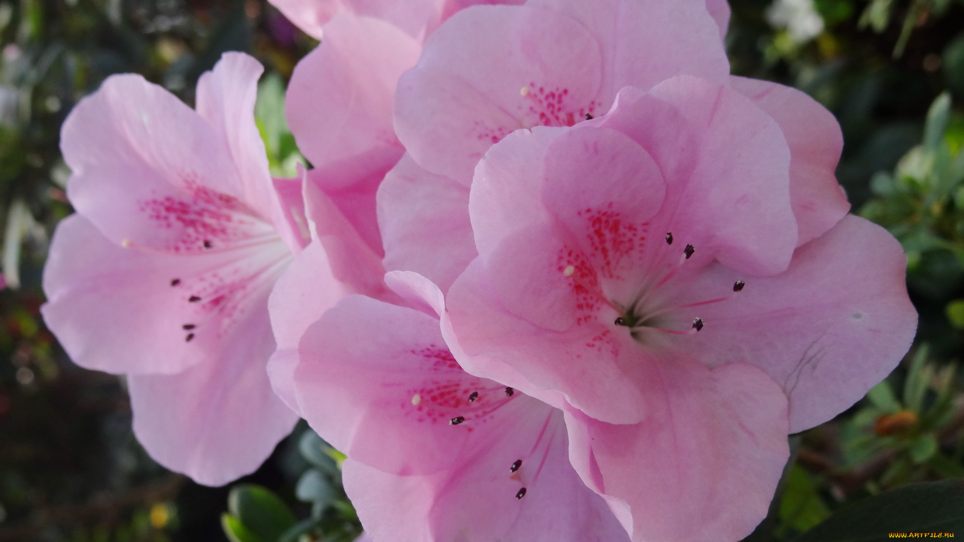 цветы, рододендроны, азалии