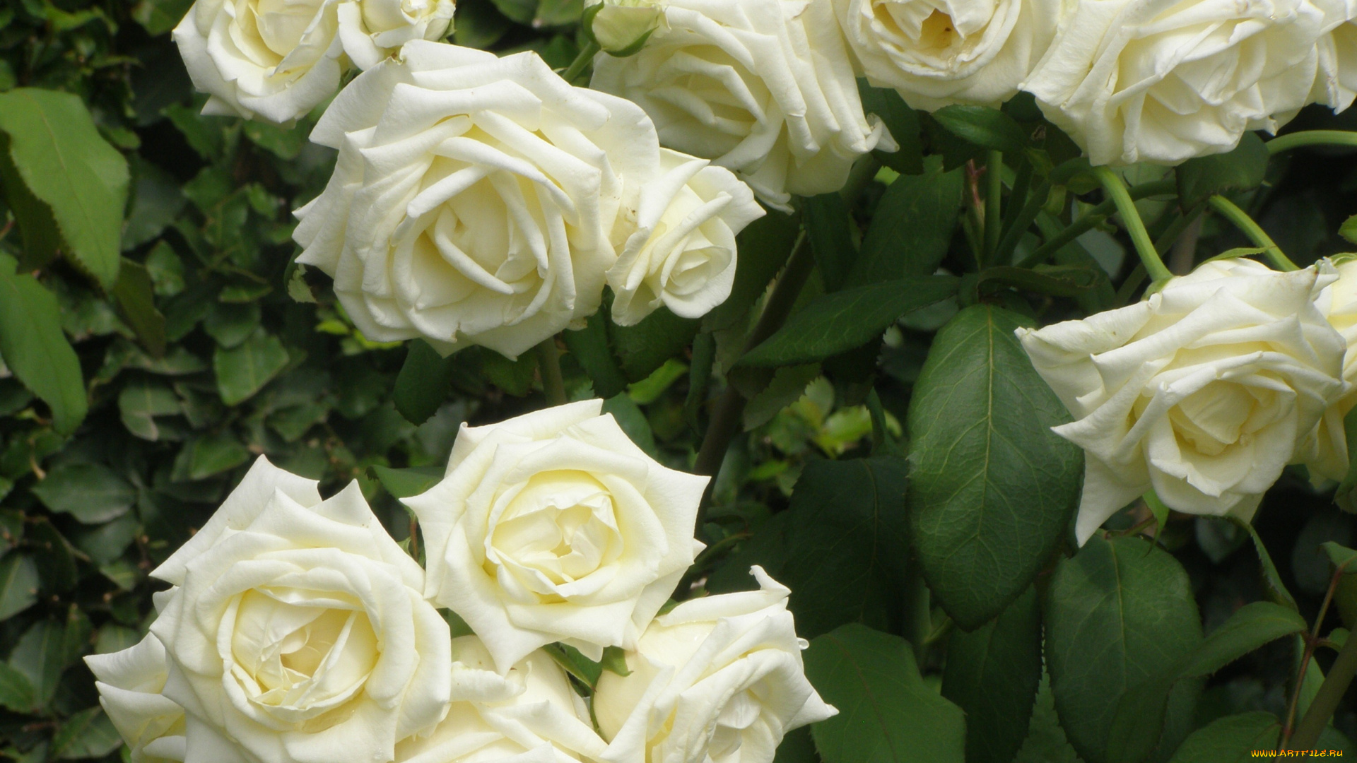 цветы, розы, белые