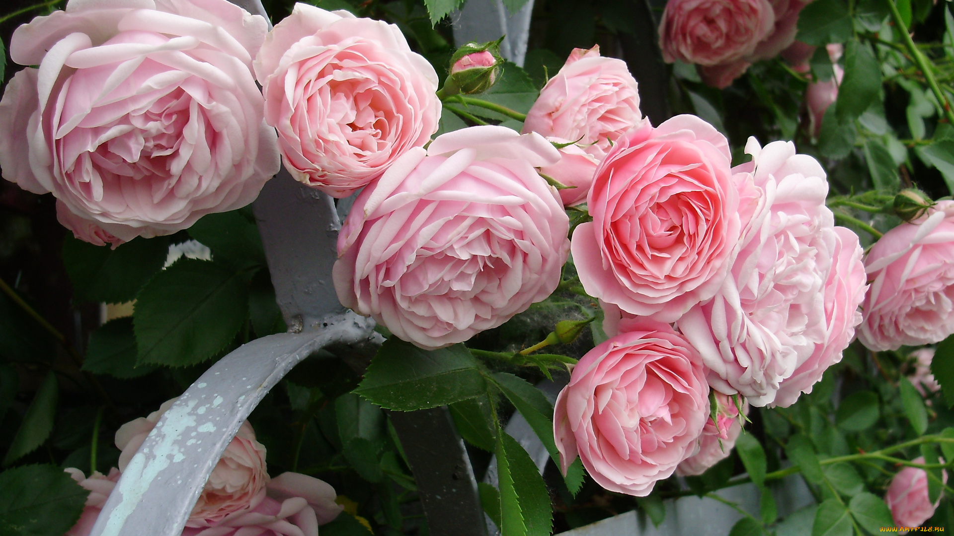 цветы, розы, розовый